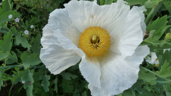 HEDENDAAGSE TUINPLANTEN